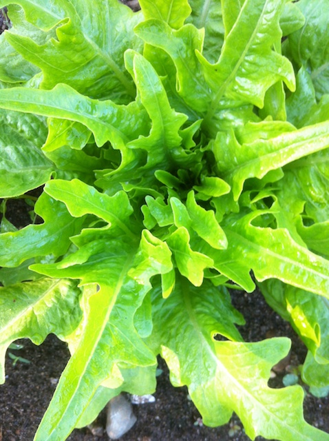 oak-leaf-lettuce-041