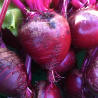 crosby-egyption-beets-032